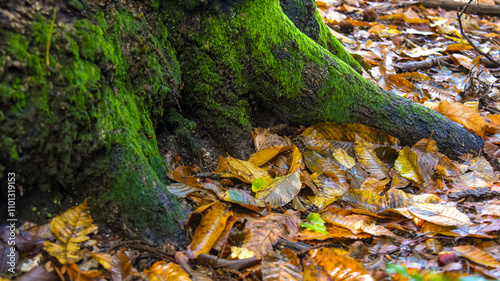 Obraz na płótnie autumn leaves on the ground next to a mossy roots of an old tree w salonie