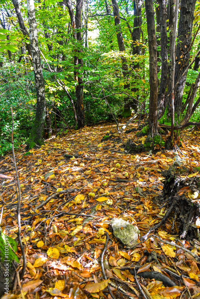 autumn leaves in the forest