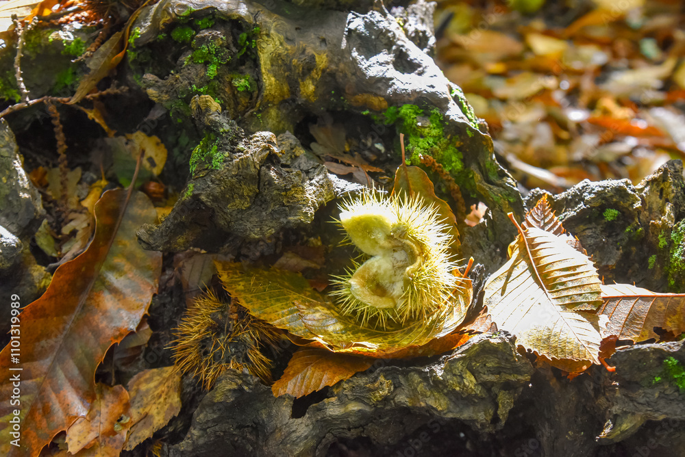 a spiky husk of a chestnut on an old rood of a tree with dry leaves around