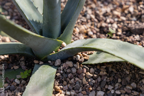 An intriguing close-up of a succulent plant thriving in rocky soil under bright sunlight during the day
