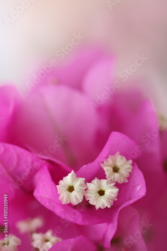 Flower feature, Bougainvillea, spectabilis, rose with purple red pink white color