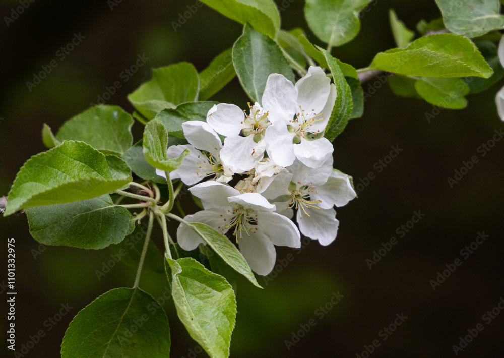 Fototapeta premium Delicate white blossoms bloom amidst vibrant green leaves in a tranquil spring garden
