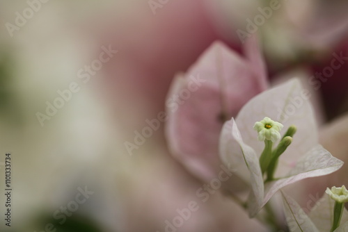 Flower feature, Bougainvillea, spectabilis, rose with purple red pink white color