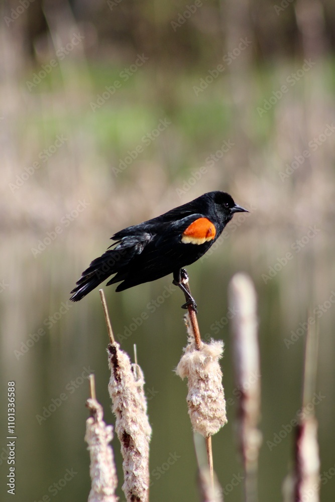 Fototapeta premium Black bird at the pound