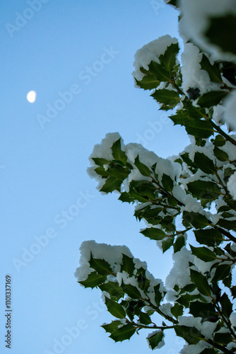 Schneebedeckte Stechpalme mit Mond im Hintergrund photo