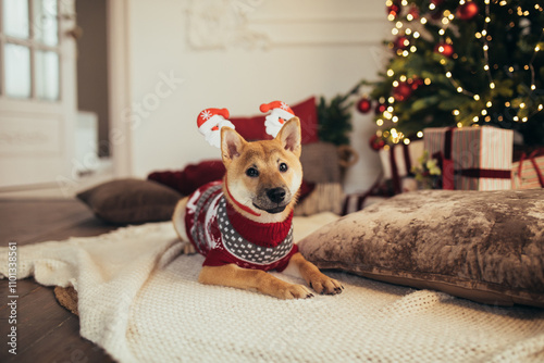 Cute dog wearing knitted sweater sitting under Christmas tree in a decorated living room.