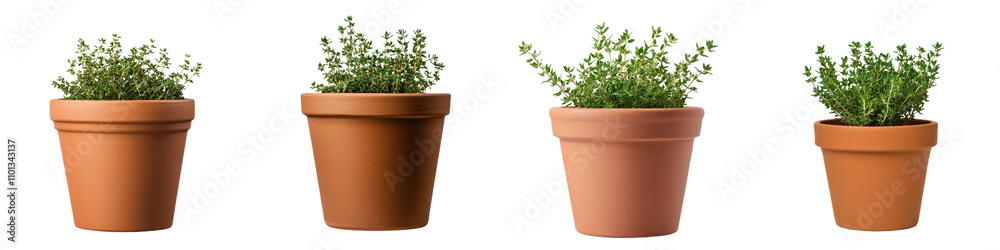Fototapeta premium Potted thyme plants in various terracotta pots, showcasing Mediterranean style and natural beauty. Perfect for home decor or gardening enthusiasts