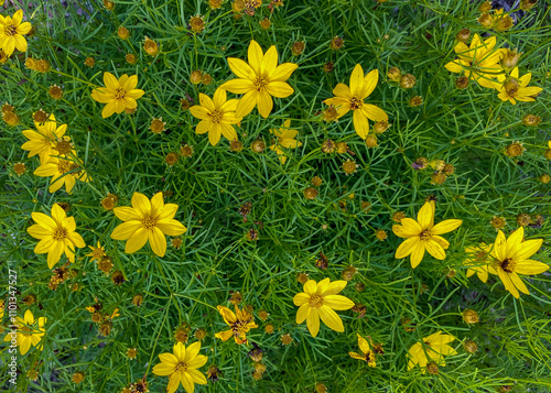 A closeup of yellow flowers are the Moonbeam flower in a natural background. The scientific name is Coreopsis verticillata.