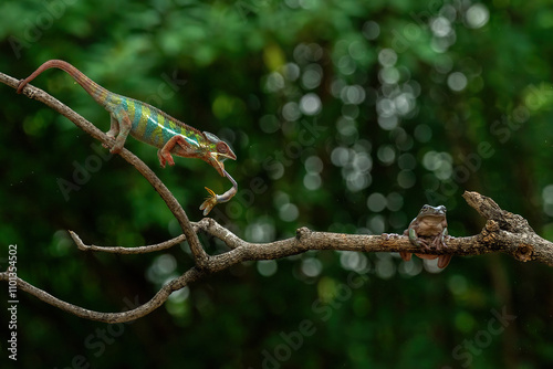 Serie photos No. 7: A frustrated Dumpy Frog with a yellow dragonfly, perched on its head. Suddenly, a Panther Chameleon swiftly snatched the dragonfly. photo