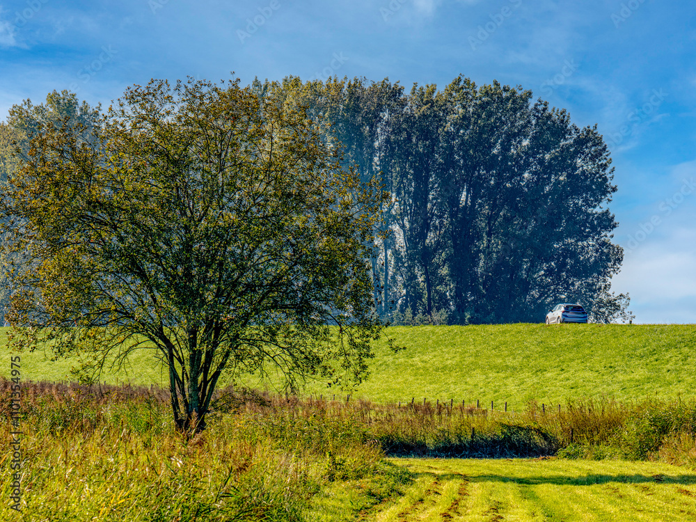 Obraz premium Lone tree in grassy field, distant trees