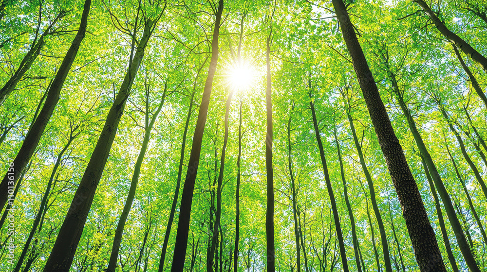 Fototapeta premium Sunlight streams through serene forest canopy, creating peaceful atmosphere