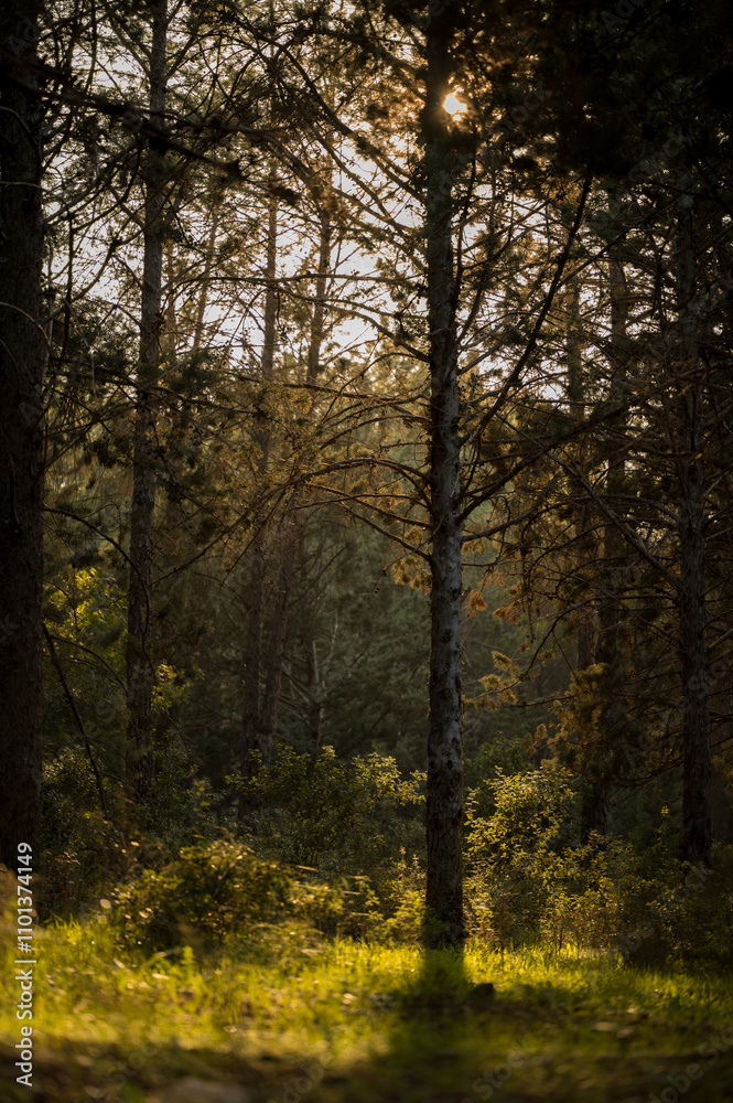Fototapeta premium Sunlit forest with tall trees and golden light filtering through branches