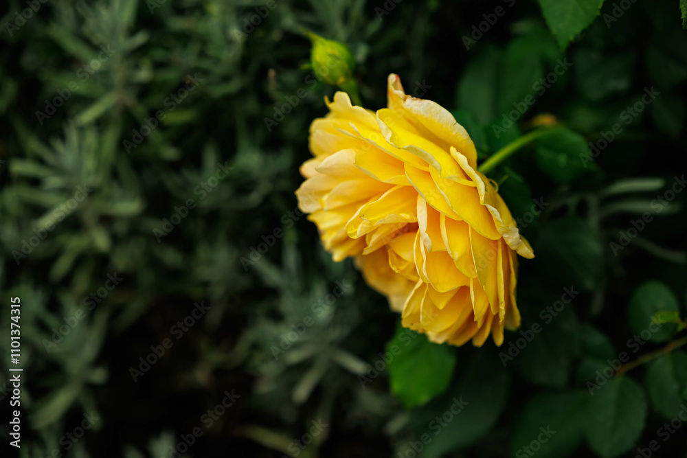 Delicate yellow rose blooms gracefully against a backdrop of lush green foliage in late spring Delicate yellow rose blooms gracefully against a backdrop of lush green foliage in late spring