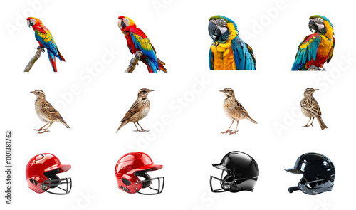 Colorful Parrots and Sparrows Alongside Sports Helmets in a Creative Display photo