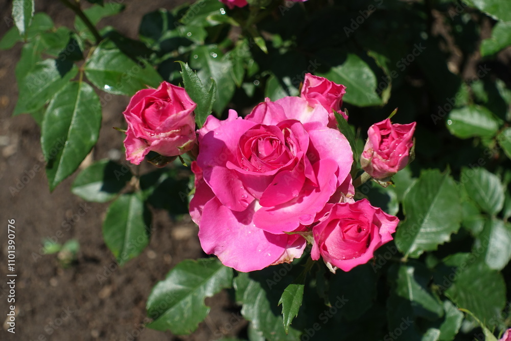Magenta colored flowers of roses in mid June Magenta colored flowers of roses in mid June
