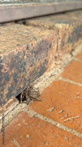 Vertical shot of Spider Wasp pulling paralysed Huntsman Spider into hole in bricks, dragging the Rain Spider into nest