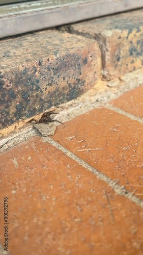 Vertical shot of Spider Wasp pulling Rain Spider into nest, hole in brick photo