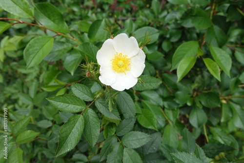 One white flower of dog rose in mid May photo