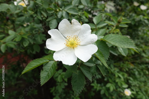 Snow white flower of dog rose in mid May photo