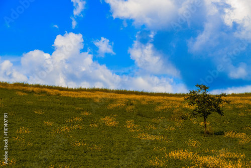 Lone tree in a rural field, Sarezzano, Alessandria, Piedmont, Italy photo