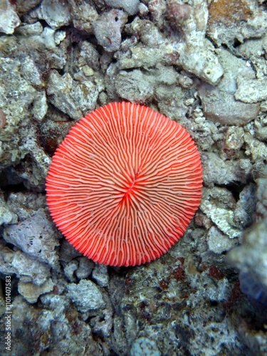 Plate coral photo