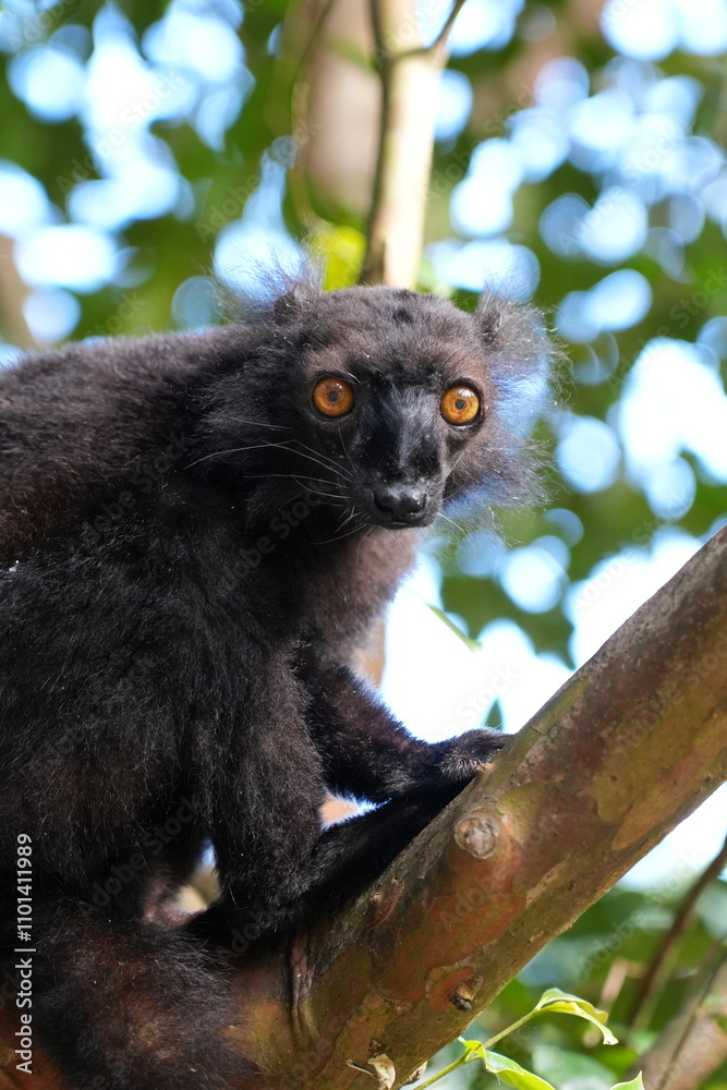 Obraz premium male black lemur (eulemur macaco) or mohrenmaki is an endangered species of primates in Madagascar