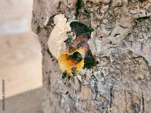 Trigona honeycomb found on former coconut stalks  photo