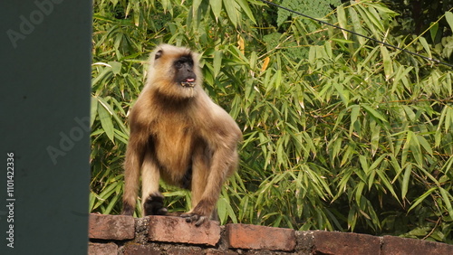 Photography A solitary langur monkey sits peacefully on a terrace, delicately eating, its long tail curled and expressive eyes alert