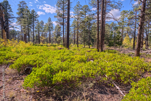 Greenleaf Manzanita plants growing amongst the trees in North Rim, Grand Canyon National Park, Arizona, USA photo