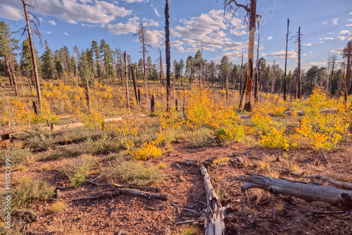 Burned section of Forest being taken over by young Aspen trees east of Greenland Lake, North Rim, Grand Canyon National Park, Arizona, USA photo