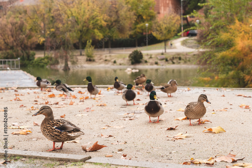 Fototapeta premium un pato nadando en el agua