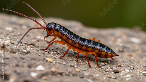 The arthropod animal is an ordinary flycatcher (Latin Scutigera coleoptrata) - a centipede from the order   Scutigeromorpha. Destroys in the home of all pest insects photo