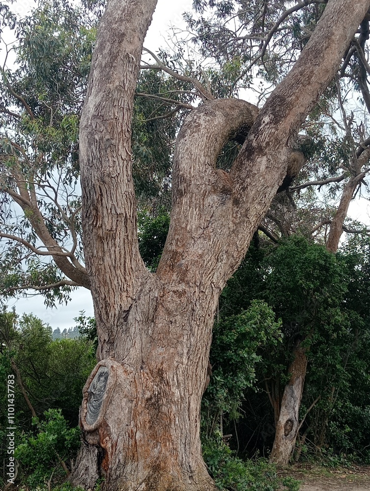 Fototapeta premium tree in the park