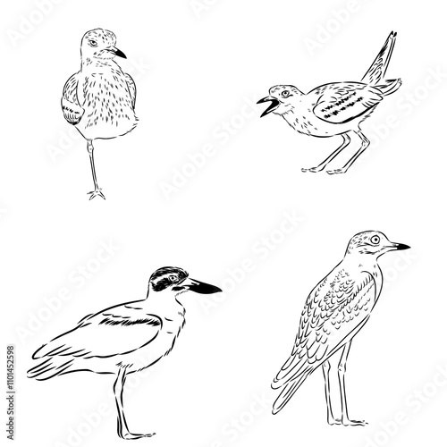 Vector card with hand drawn cute plover. Beautiful animal design elements, ink drawing