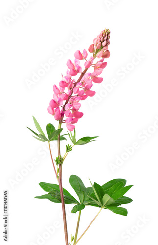 Pink lupine flower isolated on white background. Bunch of colorful lupines, spring flower.