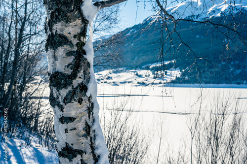 Bell tower of the ancient disappeared village of Curon. Lake Resia in winter. photo