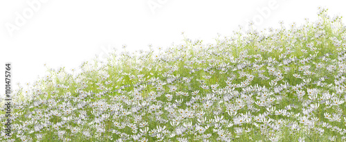 The sky is filled with clouds, overlooking an outdoor field of white flowers in full bloom.