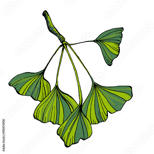 Ginkgo Leaf Sketch Vector Illustration