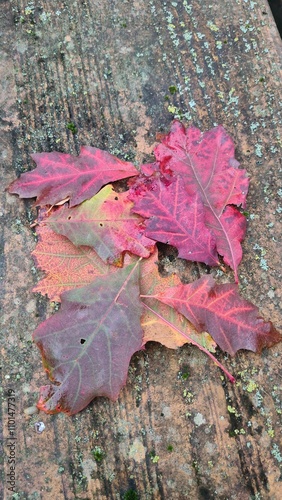 Compositions de feuilles mortes d'automne photo