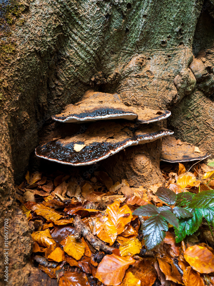 Benzoin Bracket Fungus on a Tree Benzoin Bracket Fungus on a Tree