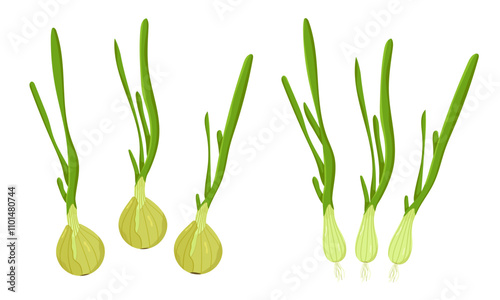 Vector drawing of onion isolated on white background. Pictures for packaging design and culinary products. Ecological product.