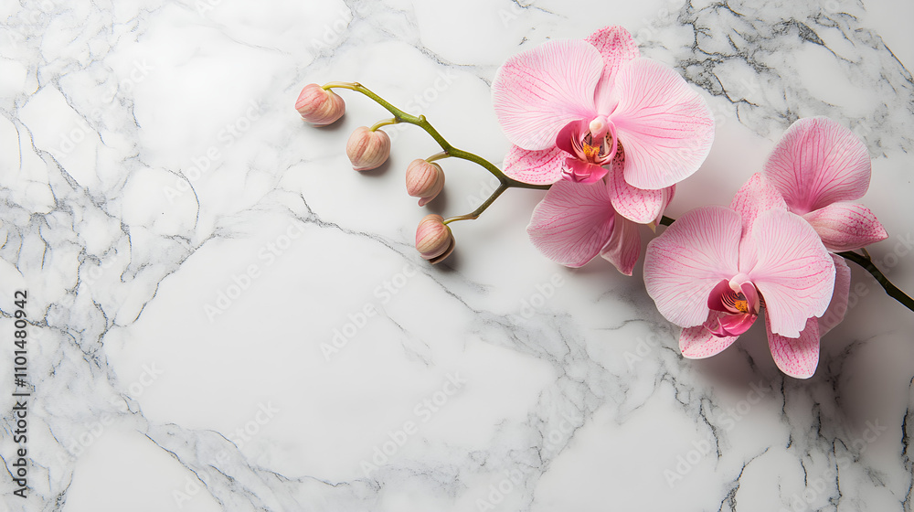Single orchid flower resting flat on a smooth marble background Single orchid flower resting flat on a smooth marble background