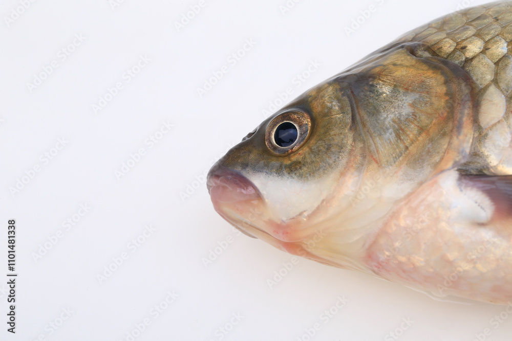A crucian carp isolated on a white background A crucian carp isolated on a white background