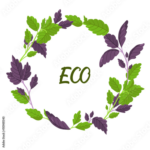 Vector wreath of basil in different colors. Image of fresh greenery from the garden. Healthy food concept. Botanical illustration.
