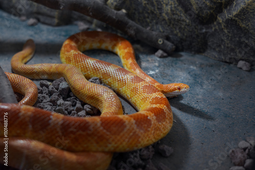 Vibrant orange corn snake resting on rocks in a terrarium setting