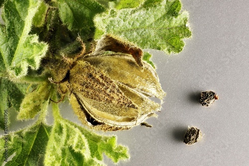 Close-up of  Australian native Hibiscus (Alyogyne huegelii) fruit/seeds photo