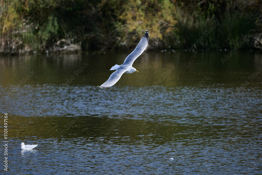 Yellow-legged Gull, Larus michahellis Yellow-legged Gull, Larus michahellis