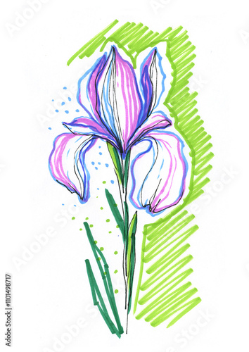 Irises, blue purple flowers, hand-drawn doodles with a felt-tip pen, illustration on a white background. Blue lilac spring flowers, drawing with markers.