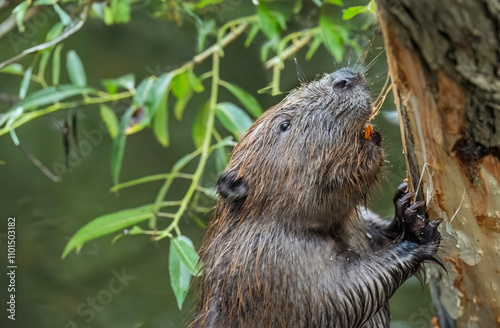 Beaver gnawing on a tree trunk beside a river in the united kingdom