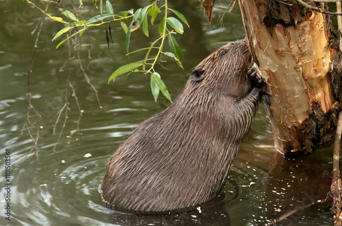 Canvas Print Beaver gnawing on a tree trunk beside a river in the united kingdom